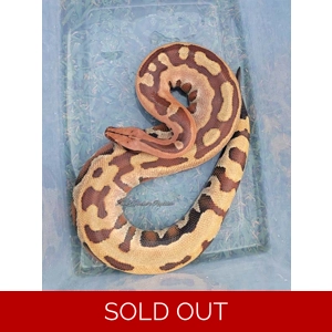 1.2 Trio "Oddball" Holdbacks